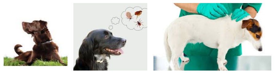Questions & Answers About Fleas and Ticks on Pets