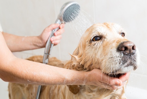Dog Bath - Pet Care Supplies Blog