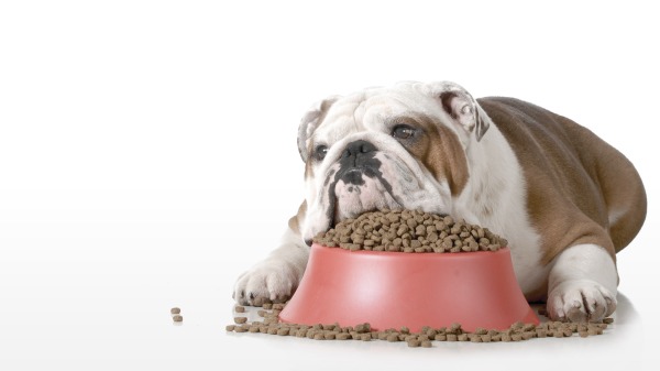 food allergy in dogs - Pet Care Supplies Blog