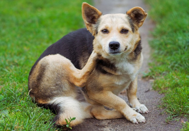 8 Reasons Why Your Pooch Is Scratching All the Time!