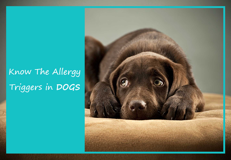 PCS-know-the-allergy-triggers-in-dogs.psd